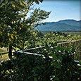 Corte Tommasi - Holiday apartments - Tuscany apartments