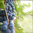 Corte Tommasi - Der Wein in der Toskana - Umgebung unsere Ferienwohnungen in der Toskana